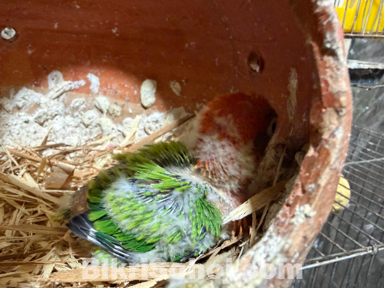 Tame Size Baby Lovebird
